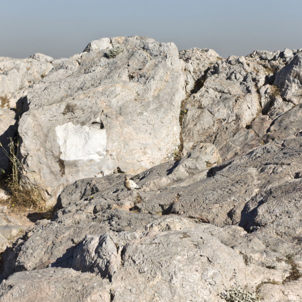 Areopagus