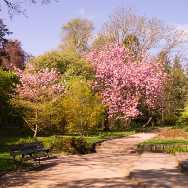 Der Japanische Garten in Danzig