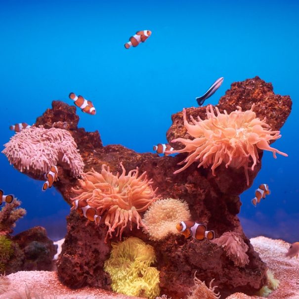 Korallen und Fische im Palma Aquarium