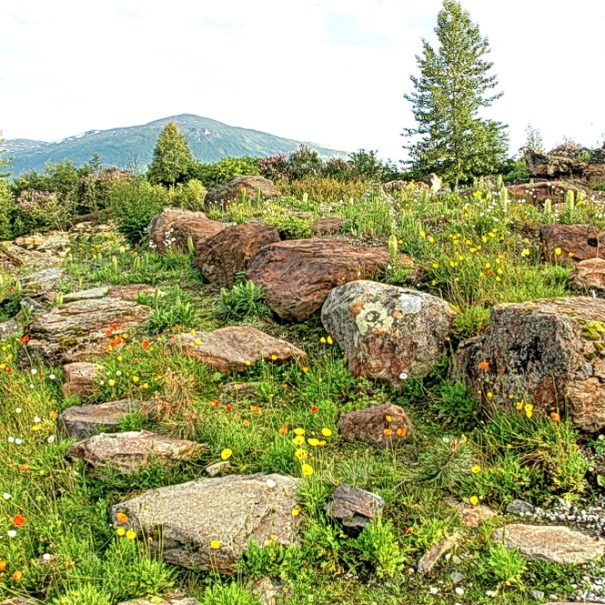 Der Botanische Garten in Tromsø