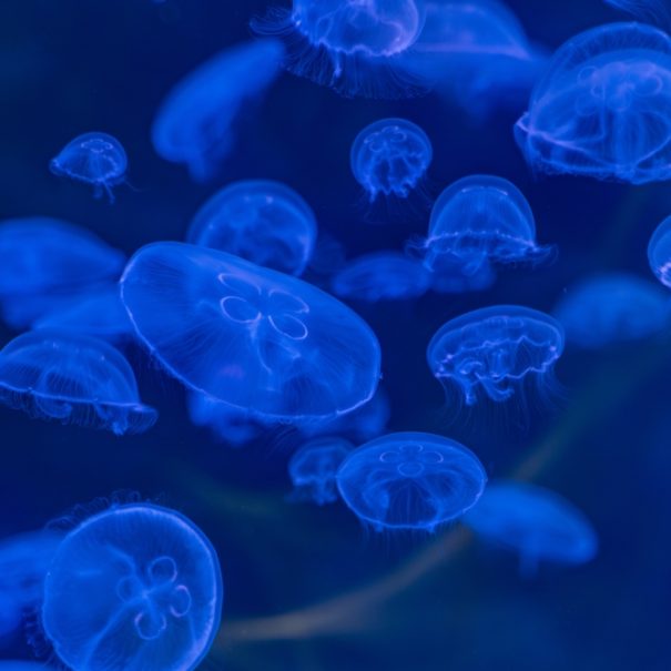 Quallen im Polaria Aquarium