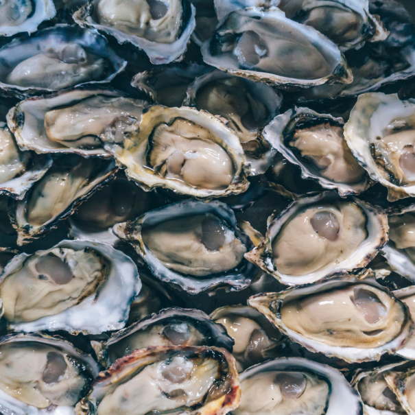 Eine Vielzahl an Austern