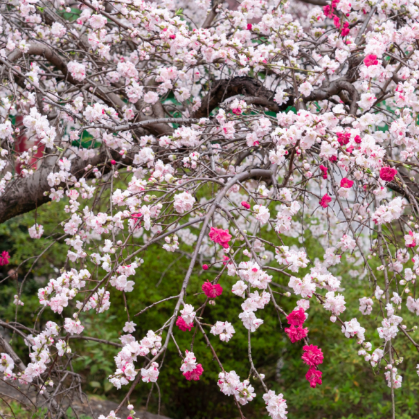 Die Kirschblüten im Ueno-Park
